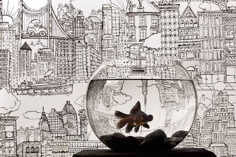 Pet Goldfish