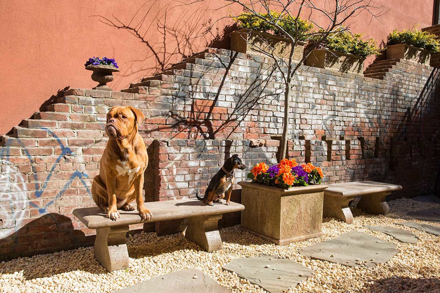 Soho Grand Dog Park
